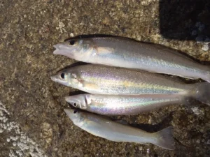 Ikan Puntung Damar: Spesies Hewan Laut yang Menarik Dijelaskan