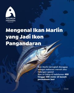 Keindahan dan Karakter Ikan Marlin Biru di Lautan