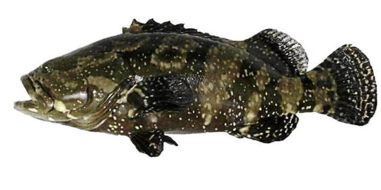 Keindahan Ikan Kerapu Batik sebagai Hewan Laut yang Unik