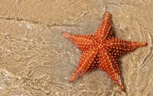 Mengenal Hewan Laut Bintang Laut dan Keunikan Mereka