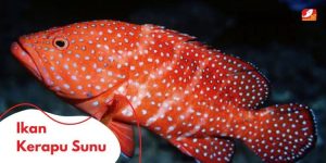 Mengenal Hewan Laut Ikan Kerapu Sunu: Karakter dan Habitatnya