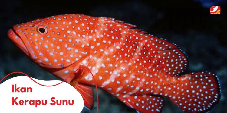 Mengenal Hewan Laut Ikan Kerapu Sunu: Karakter dan Habitatnya