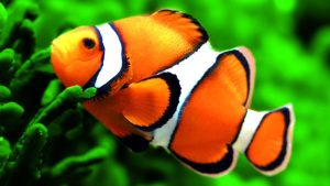 Mengenal Ikan Badut, Hewan Laut yang Menarik dan Unik