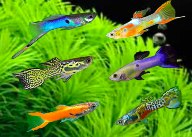 Mengenal Ikan Gobi: Hewan Laut yang Unik dan Menarik