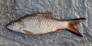 Mengenal Ikan Hampala, Hewan Laut yang Menarik dan Unik