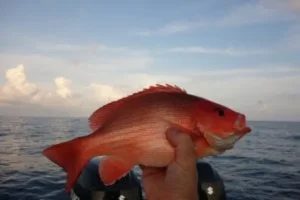Mengenal Ikan Kakap Kubera, Hewan Laut yang Menawan