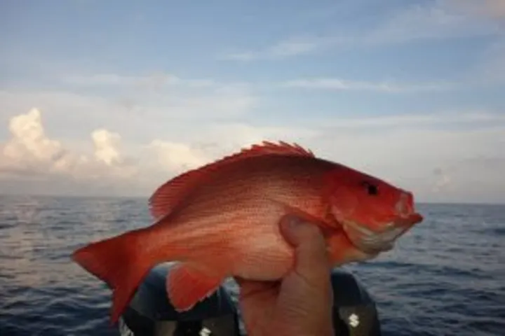 Mengenal Ikan Kakap Kubera: Spesies Laut yang Menarik