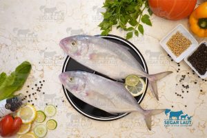 Mengenal Ikan Kuwe Lilin: Hewan Laut dengan Penampilan Unik