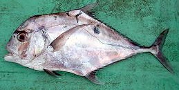 Mengenal Ikan Kuwe Rambut: Hewan Laut dengan Ciri Unik
