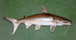 Mengenal Ikan Manyung: Hewan Laut Berukuran Besar dan Unik