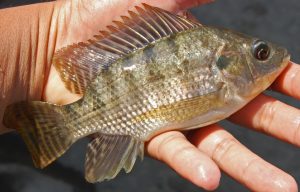 Mengenal Ikan Nila, Hewan Laut yang Populer di Perairan Indonesia