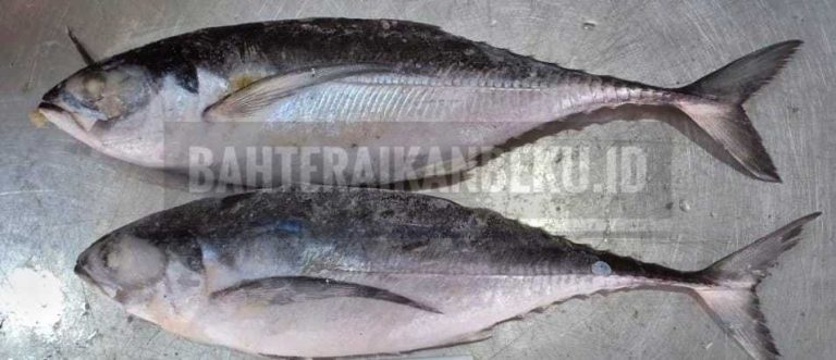 Mengenal Ikan Tengkek, Hewan Laut yang Unik dan Menarik