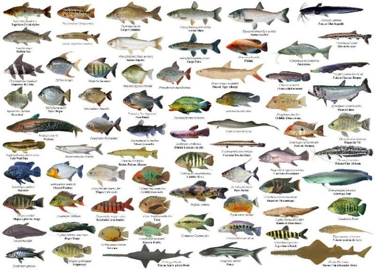 Mengenal Jenis-Jenis Ikan Laut dan Ciri-Cirinya