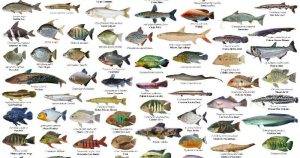 Mengenal Jenis-Jenis Ikan Laut yang Menjadi Hewan Jenahal
