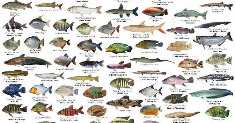 Mengenal Jenis-Jenis Ikan Laut yang Menjadi Hewan Jenahal