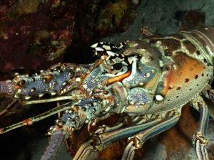 Mengenal Lobster Laut Berbulu: Keunikan dan Karakteristiknya