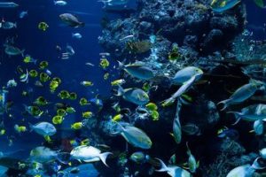 Tanda-Tanda Kehidupan Ikan Laut yang Perlu Diketahui