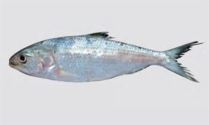The Marine Fish Hilsa: A Detailed Overview of This Sea Creature