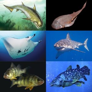 The Marine Fish Species Giru: Characteristics and Habitat Overview