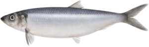 The Marine Life of Herring Fish: An Overview