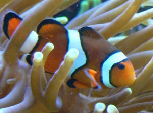 White Ringed Fish: A Description of Hewan Laut Ikan Giru Gelang