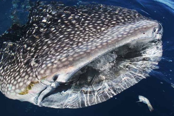 Hewan Ikan Cucut Geger-Lintang: Karakteristik dan Keunikan