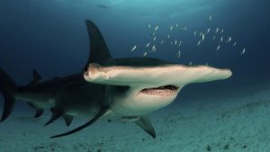 Hewan Laut Hiu Martil: Karakteristik dan Peran Ekosistem Laut