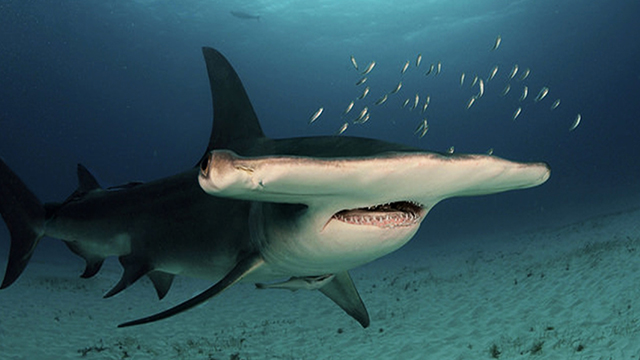Hewan Laut Hiu Martil: Karakteristik dan Peran Ekosistem Laut