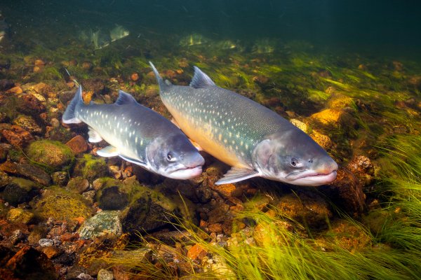 Hewan Laut Ikan Char Arktik: Keunikan dan Peran Ekosistem