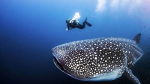 Hewan Laut Ikan Cucut Geger-Lintang: Spesies dan Karakteristiknya