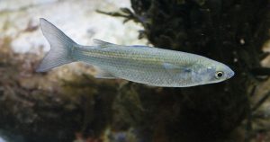 Hewan Laut Ikan Haring Atlantik: Karakteristik dan Peran Ekosistem