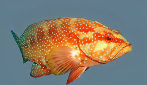 Hewan Laut Ikan Kerapu Batik: Keindahan dan Keunikan Siripnya