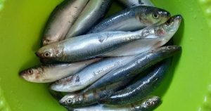 Hewan Laut Ikan Lemuru: Karakteristik dan Kehidupan di Lautan