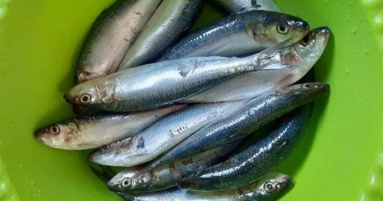 Hewan Laut Ikan Lemuru: Karakteristik dan Kehidupan di Lautan