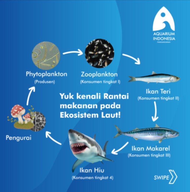 Hewan Laut Ikan Mengkreng: Karakteristik dan Peran Ekosistem