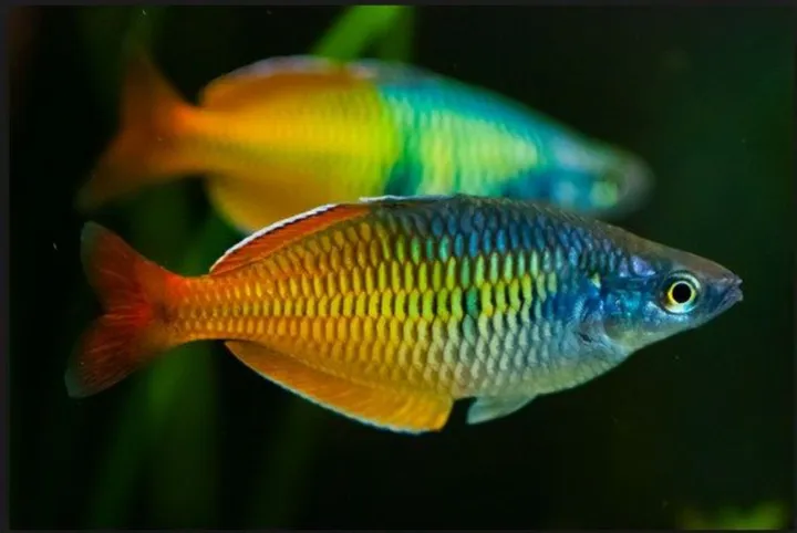 Hewan Laut Ikan Pelangi: Keindahan dan Keunikan di Lautan