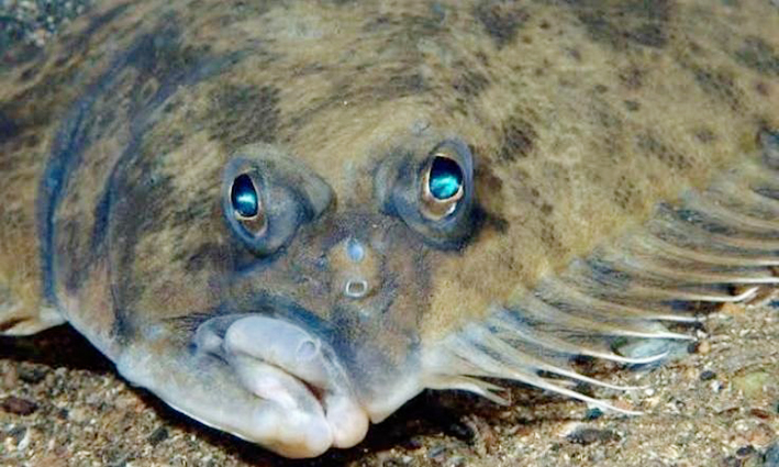 Hewan Laut Ikan Sebelah: Karakteristik dan Peran Ekosistem