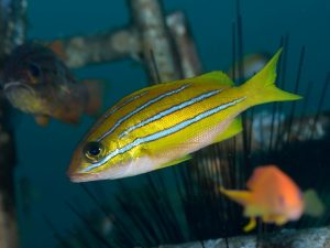 Hewan Laut Kakap Kuning Hindia: Karakteristik dan Habitatnya