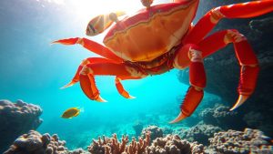 Hewan Laut Kepiting: Karakteristik dan Peran dalam Ekosistem