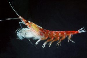 Hewan Laut Krill: Peran dan Karakteristiknya di Ekosistem Laut