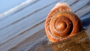 Hewan Laut Siput Laut: Jenis, Ciri, dan Peran Ekologisnya