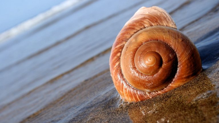 Hewan Laut Siput Laut: Jenis, Ciri, dan Peran Ekologisnya
