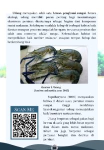 Hewan Laut Udang: Jenis, Habitat, dan Peran Ekosistemnya