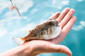 Ikan Buntal: Hewan Laut Berbentuk Bulat dan Beracun