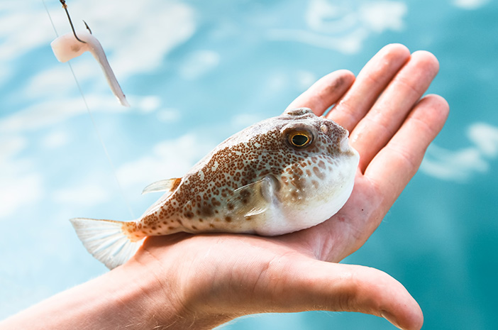 Ikan Buntal: Hewan Laut Berbentuk Bulat dan Beracun