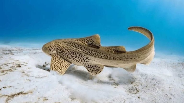 Ikan Cucut Kembang: Keindahan dan Karakter Hewan Laut yang Menakjubkan
