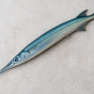 Ikan Garfish: Hewan Laut dengan Bentuk Unik dan Peran Ekosistem