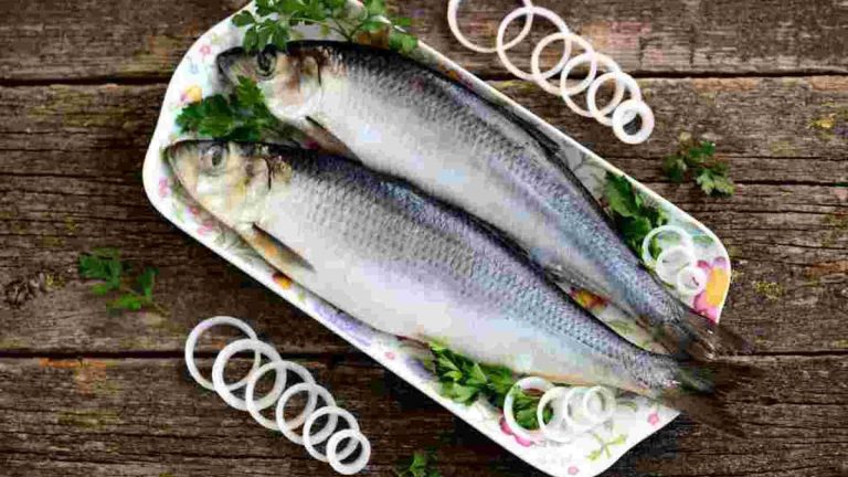 Ikan Haring: Spesies Hewan Laut yang Berperan Penting