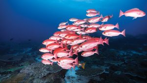Ikan Kakap Vermillion: Karakteristik dan Habitat Hewan Laut