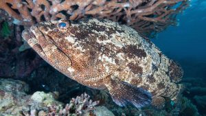 Ikan Kerapu Macan: Karakteristik dan Kehidupan Hewan Laut